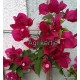 33 - Magenta - Bougainvillea - Murvafürt - Barbara Karst