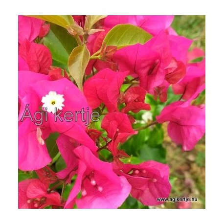 69 - Pirosas-pink bugás - Vera Lynn -  Murvafürt - Bougainvillea