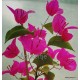 64 - Spectabilis Speciosa - Murvafürt - Bougainvillea