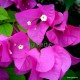 64 - Spectabilis Speciosa - Murvafürt - Bougainvillea