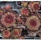 55 - Kövirózsa - Sempervivum - bordós-zöldes -pirosas