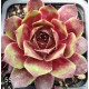 55 - Kövirózsa - Sempervivum - bordós-zöldes -pirosas