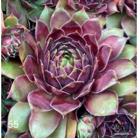 55 - Kövirózsa - Sempervivum - bordós-zöldes -pirosas