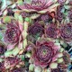 55 - Kövirózsa - Sempervivum - bordós-zöldes -pirosas