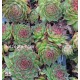 55 - Kövirózsa - Sempervivum - bordós-zöldes -pirosas