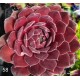 58 - Kövirózsa - Vörös bársonyos - Sempervivum