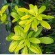 Mexikói narancsvirág - Choisya ternata Gold