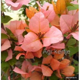 59-Narancsos-rózsaszín--Blondie - Hugh Evans - Murvafürt-Bougainvillea