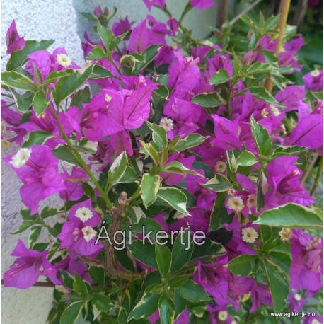 54 - Lila glabra variegata - Murvafürt - Bougainvillea