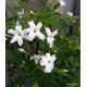 Valódi jázmin - Közönséges jázmin - Jasminum officinale