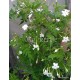 Valódi jázmin - Közönséges jázmin - Jasminum officinale