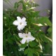 Valódi jázmin - Közönséges jázmin - Jasminum officinale