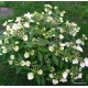 Fátyol hortenzia - Hydrangea  'Runaway Bride'