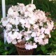 Fátyol hortenzia - Hydrangea  'Runaway Bride'