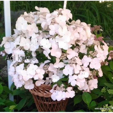 Fátyol hortenzia - Hydrangea  'Runaway Bride'