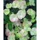 Hortenzia - Hydrangea French Bolero