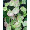 Rózsaszín fátyolhortenzia - Hydrangea French Bolero 