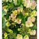 Hortenzia - Hydrangea French Bolero