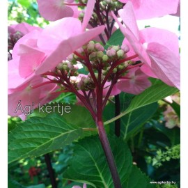 Kerti hortenzia - Hydrangea macrophylla 'Zorro'