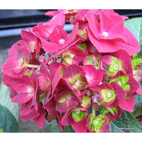 Kerti hortenzia - HOT RED - Hydrangea macrophylla