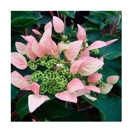Schizophragma hydrangeoides ‘roseum’ - Kúszó hortenzia , rózsaszín