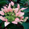 Schizophragma hydrangeoides ‘roseum’ - Kúszó hortenzia , rózsaszín