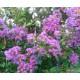 10 - Selyemmirtusz - sötét lila -  Lagerstroemia 'Powhatan'