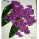 10 - Selyemmirtusz - sötét lila -  Lagerstroemia 'Powhatan'