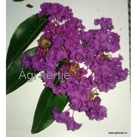 10 - Selyemmirtusz - sötét lila -  Lagerstroemia 'Powhatan'