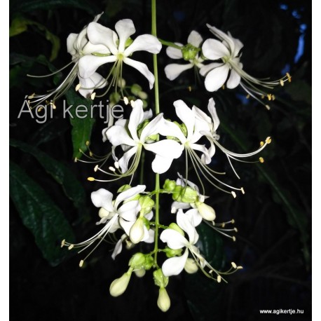 Bókoló végzetcserje-Clerodendrum nutans-Clerodendrum wallichii