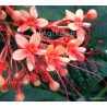 Pagodavirág - Clerodendrum paniculatum