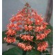 Pagodavirág - Clerodendrum paniculatum