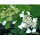 Cserjés hortenzia - Tányéros virágú - Hydrangea arborescens