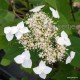 Cserjés hortenzia - Tányéros virágú - Hydrangea arborescens