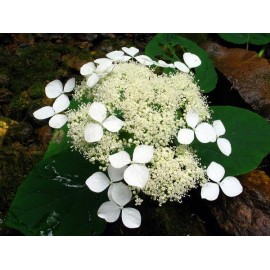 Cserjés hortenzia - Tányéros-csipkés  virágú - Hydrangea arborescens