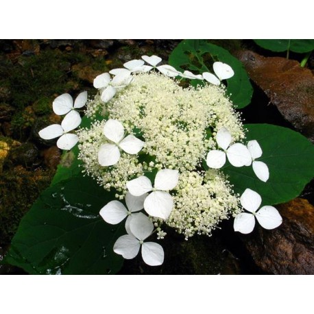 Cserjés hortenzia - Tányéros virágú - Hydrangea arborescens