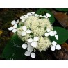 Cserjés hortenzia - Tányéros-csipkés  virágú - Hydrangea arborescens