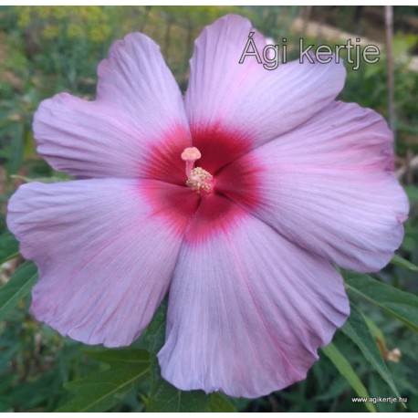 25 - Mocsári hibiszkusz - Blue Brulée - Hibiscus moscheutos