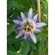 3 - Passiflora caerulea 'Purple Hase' - Télálló golgotavirág