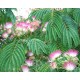 Selyemakác mag-Albizia julibrissin