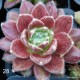 28 - Kövirózsa - Nagyon bundás, szőrös bordós - Sempervivum