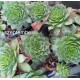 13 - Kövirózsa - Fekete közepű, mentazöld csúcs - Sempervivum