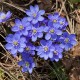 Nemes májvirág - Hepatica nobilis - Anemone nobilis