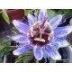 Passiflora 'Purple Hase'-Golgotavirág