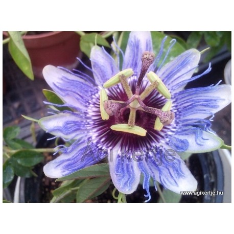 Passiflora 'Purple Hase'-Golgotavirág