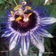 Passiflora caerulea'Silly Cow'-Télálló golgotavirág