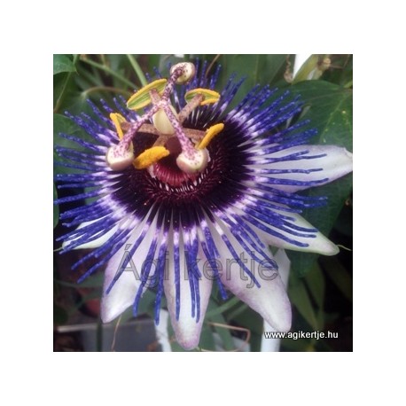 Passiflora caerulea'Silly Cow'-Télálló golgotavirág