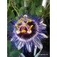 Passiflora caerulea'Silly Cow'-Télálló golgotavirág