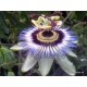 Passiflora caerulea-Télálló golgotavirág