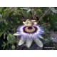 Passiflora caerulea-Télálló golgotavirág